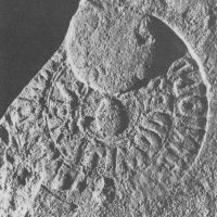 CIL_XV_1459-Bodel83_104