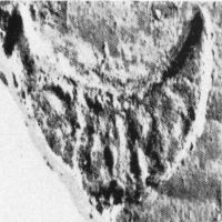 NovumCIL_XV_1349-50.4-Camilli73_II.3