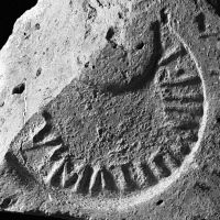 CIL_XV_1517b-SAOinv.27611